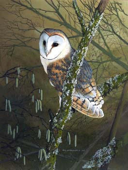 Barn Owl 2